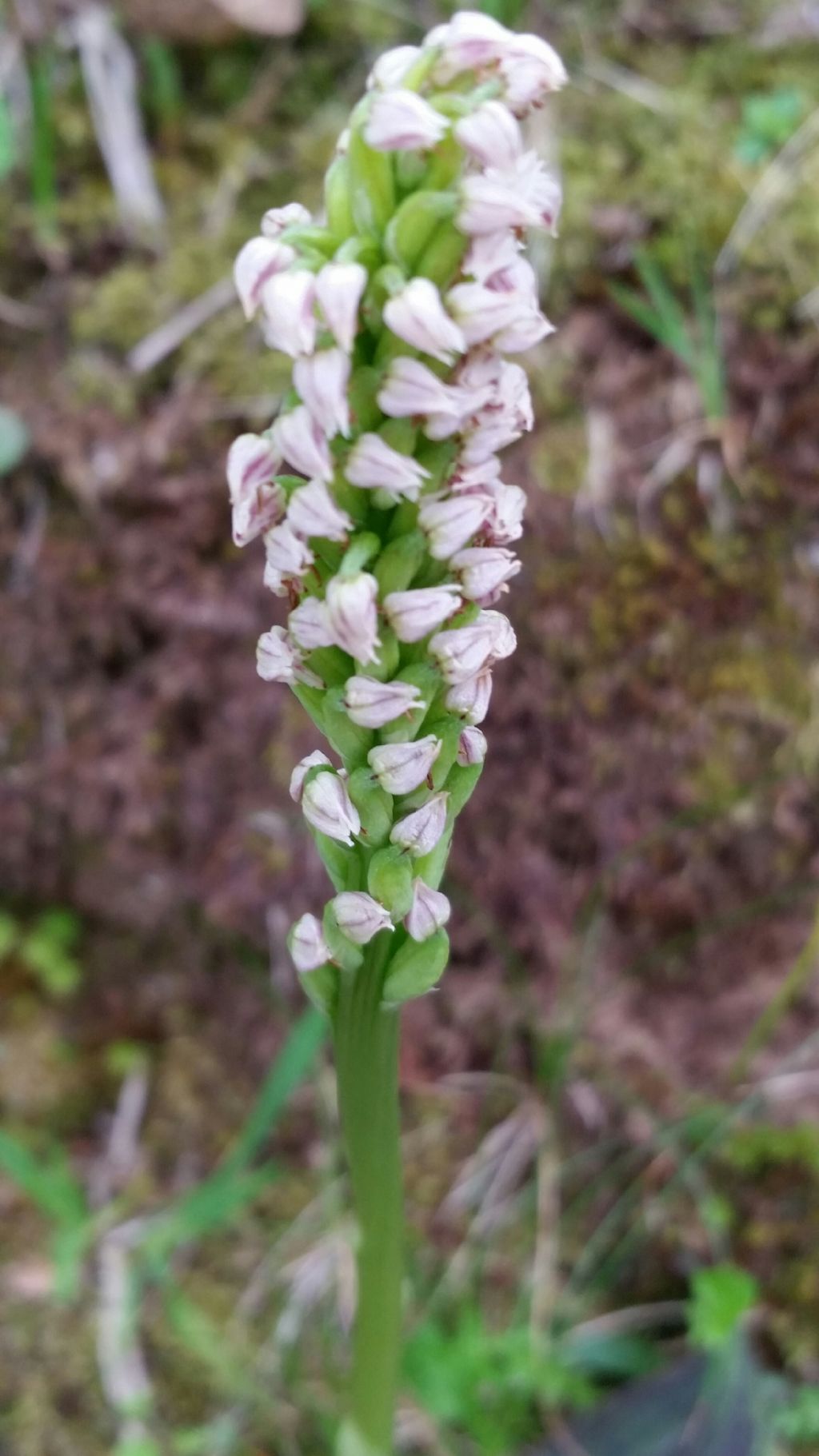 Neotinea maculata (Orchidaceae)